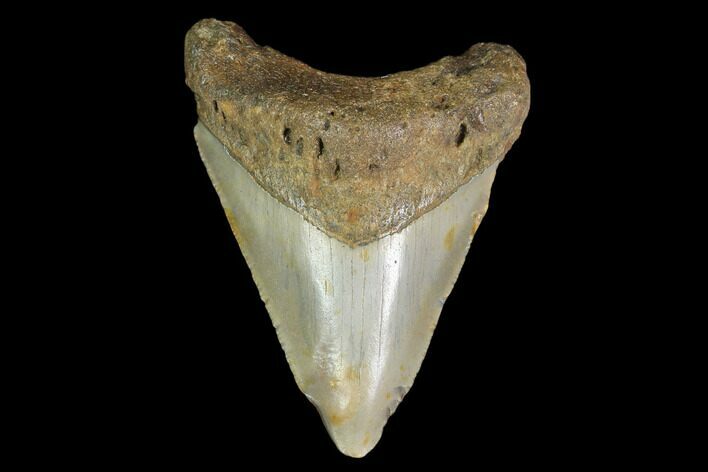 Fossil Megalodon Tooth - North Carolina #130037